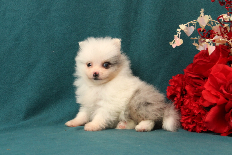 puppy, for, sale, Pomeranian, Matthew B. Stoltzfus, dog, breeder, Gap, PA, dog-breeder, puppy-for-sale, forsale, nearby, find, puppyfind, locator, puppylocator, aca